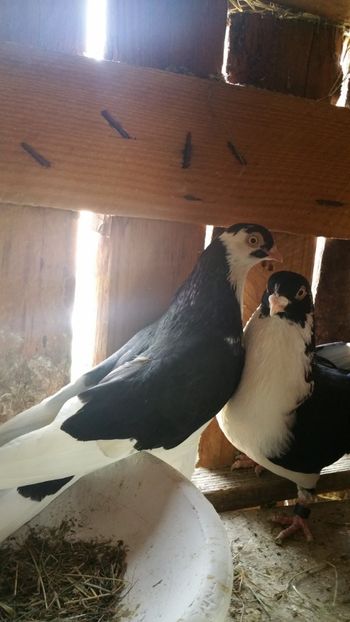  - -Matca 2019 jucatori de galati