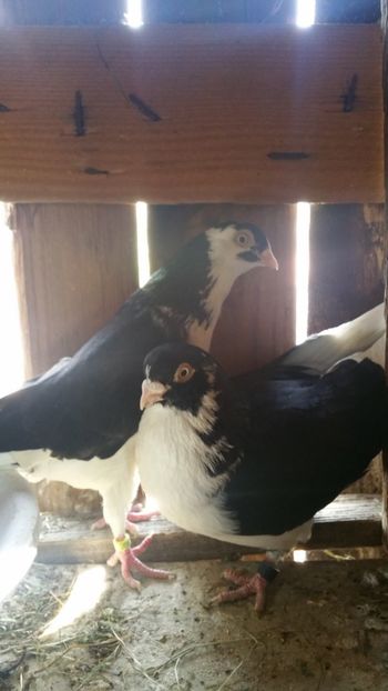  - -Matca 2019 jucatori de galati