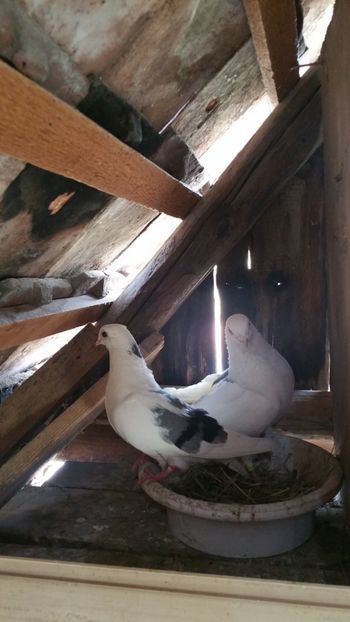  - -Matca 2019 jucatori de galati