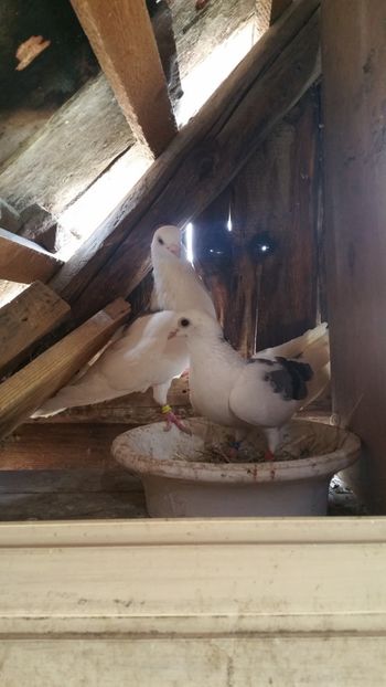  - -Matca 2019 jucatori de galati