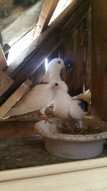  - -Matca 2019 jucatori de galati