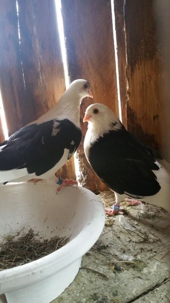  - -Matca 2019 jucatori de galati