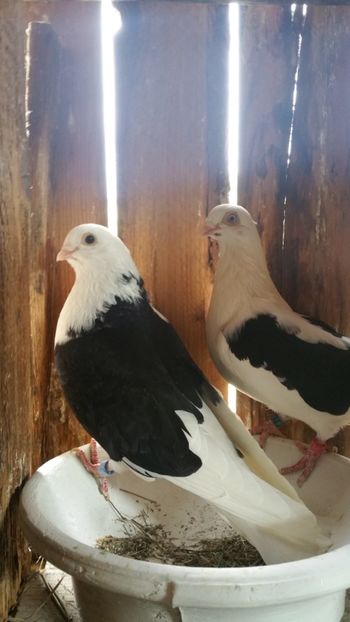  - -Matca 2019 jucatori de galati