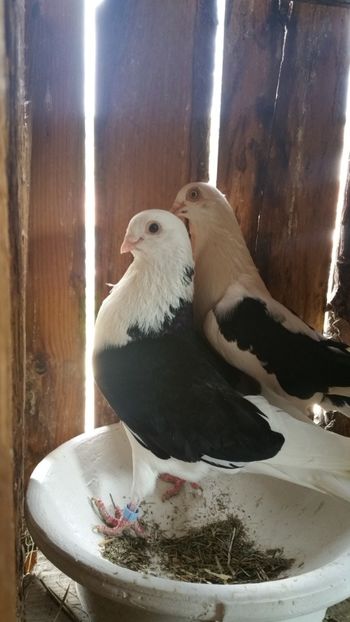  - -Matca 2019 jucatori de galati