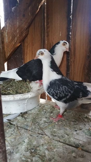  - -Matca 2019 jucatori de galati