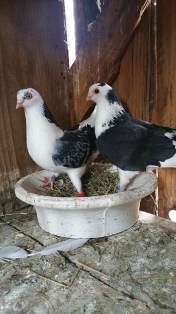  - -Matca 2019 jucatori de galati