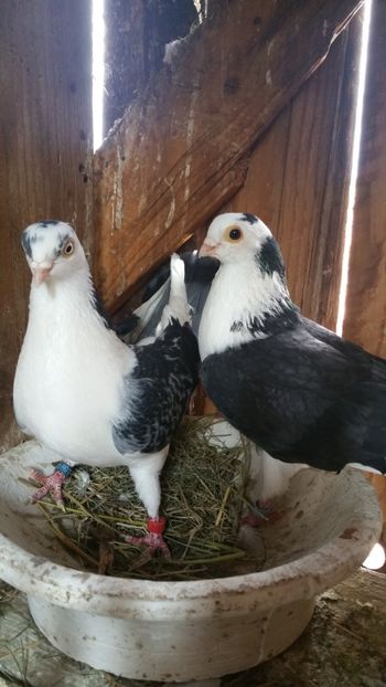  - -Matca 2019 jucatori de galati