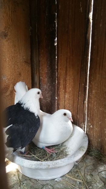  - -Matca 2019 jucatori de galati