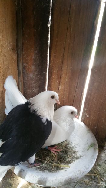  - -Matca 2019 jucatori de galati