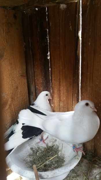  - -Matca 2019 jucatori de galati