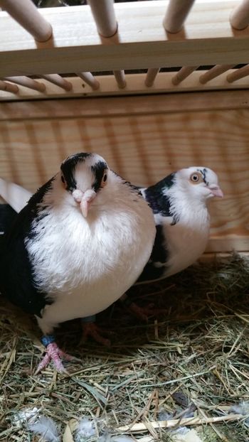  - -Matca 2019 jucatori de galati