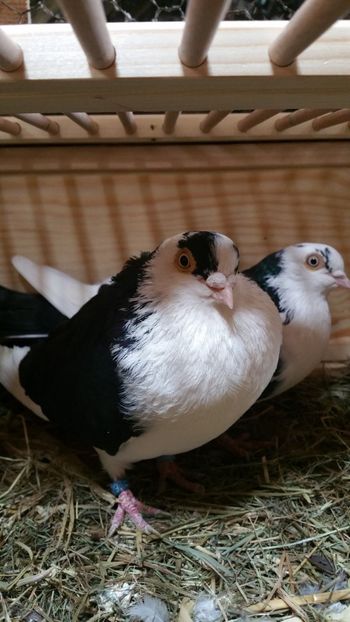  - -Matca 2019 jucatori de galati