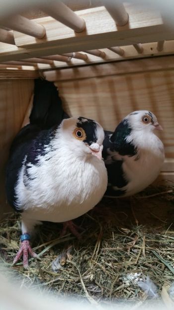  - -Matca 2019 jucatori de galati