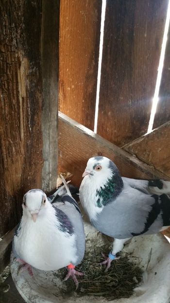  - -Matca 2019 jucatori de galati