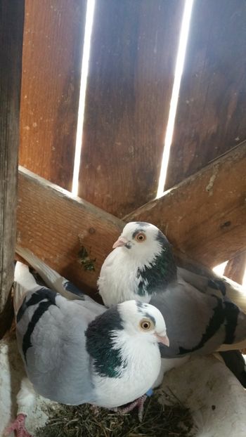  - -Matca 2019 jucatori de galati