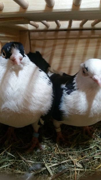  - -Matca 2019 jucatori de galati