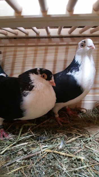  - -Matca 2019 jucatori de galati