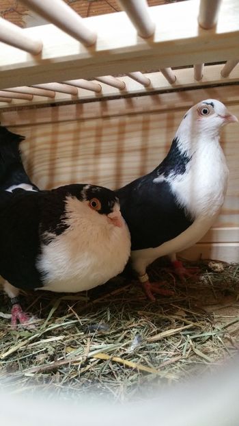  - -Matca 2019 jucatori de galati