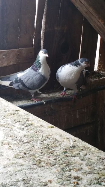  - -Matca 2019 jucatori de galati