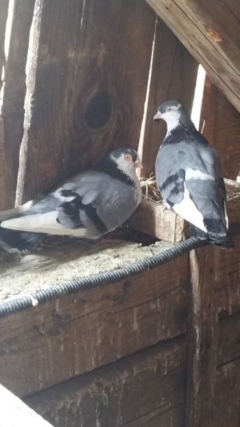  - -Matca 2019 jucatori de galati