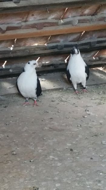  - -Matca 2019 jucatori de galati