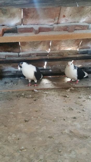  - -Matca 2019 jucatori de galati