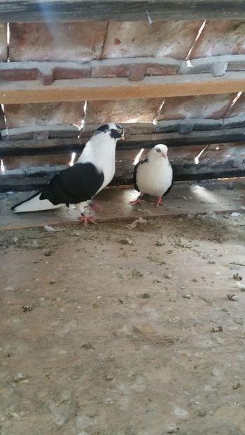  - -Matca 2019 jucatori de galati