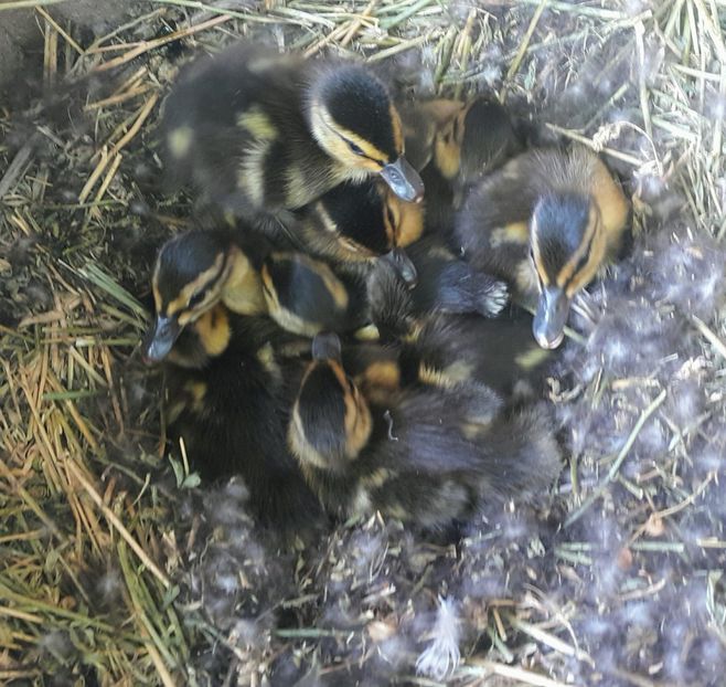 9 ouă - b-Boboci 2019