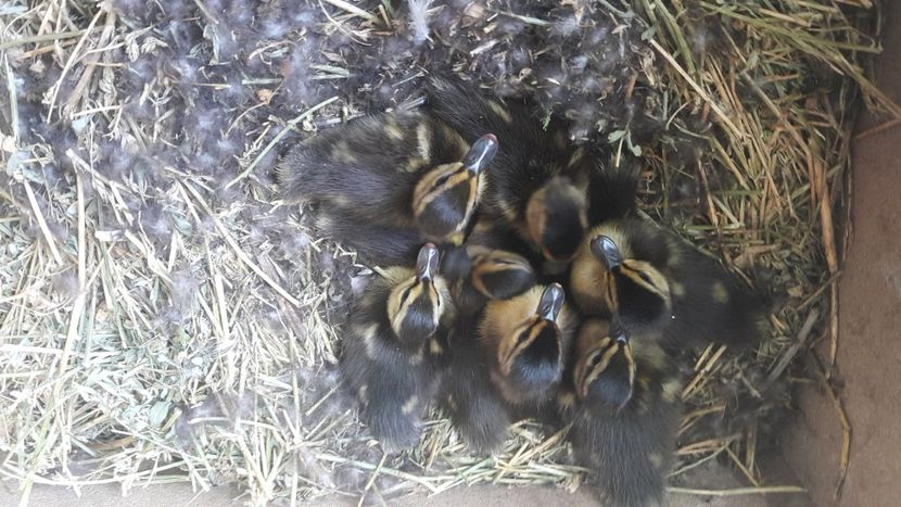 9 boboci - b-Boboci 2019