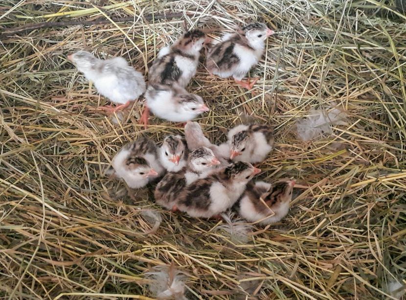  - b-Pui de Bibilică 2019