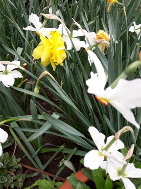  - Flori de grădină-2019