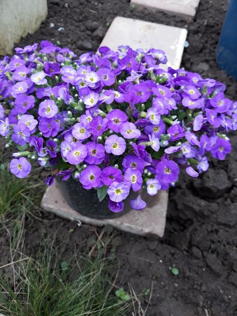  - Flori de grădină-2019