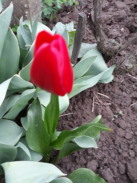  - Flori de grădină-2019