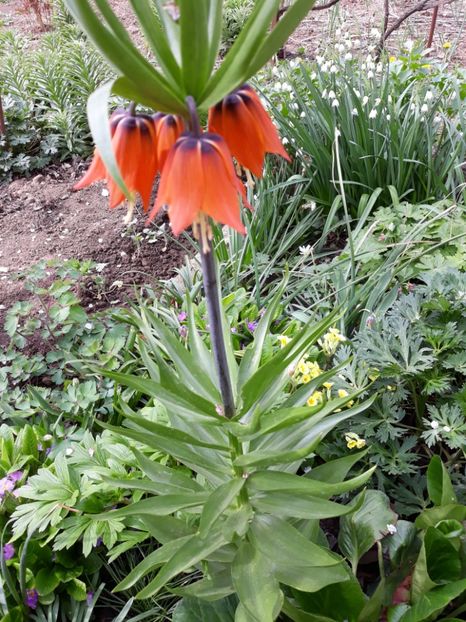  - Flori de grădină-2019