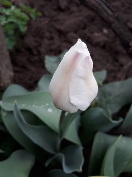  - Flori de grădină-2019