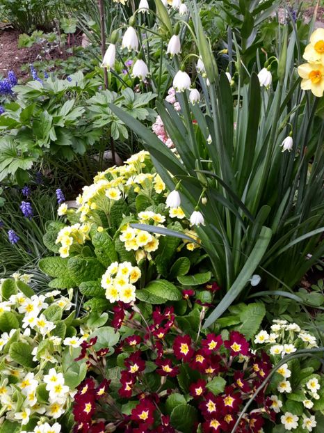  - Flori de grădină-2019