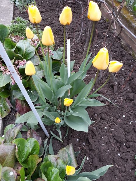  - Flori de grădină-2019