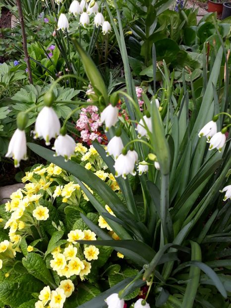  - Flori de grădină-2019