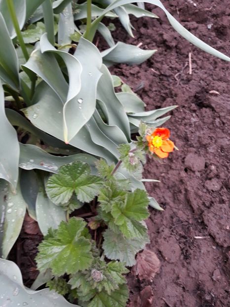  - Flori de grădină-2019