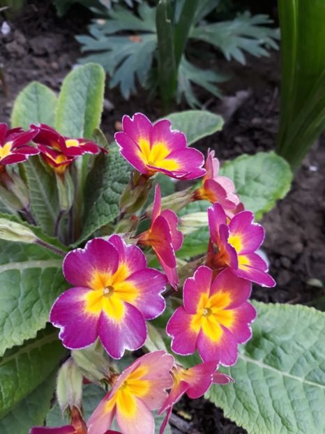  - Flori de grădină-2019