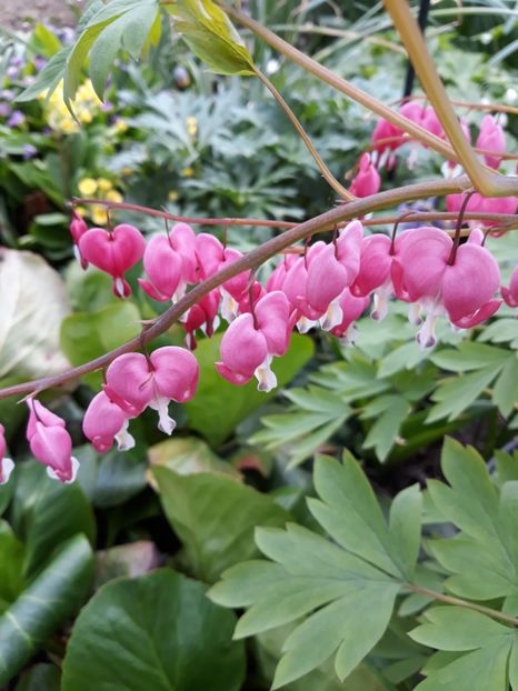  - Flori de grădină-2019