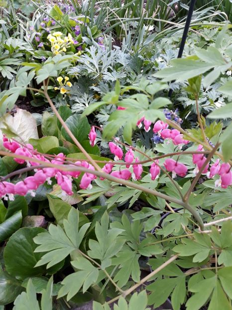  - Flori de grădină-2019