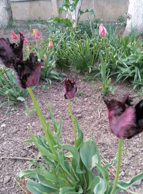  - diverse flori 2019