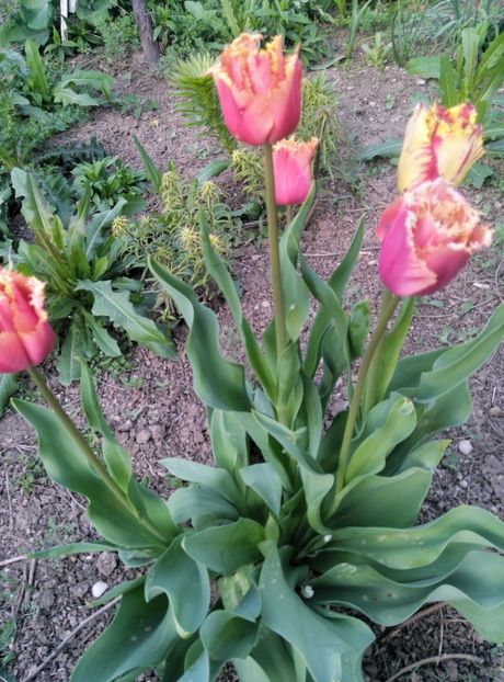  - diverse flori 2019