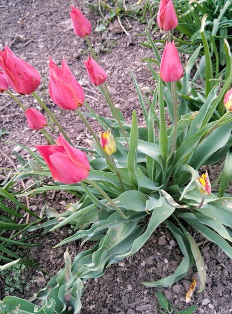  - diverse flori 2019