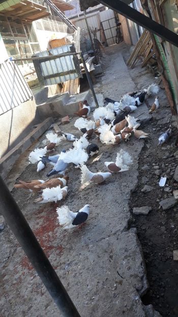  - porumbei mei strasseri