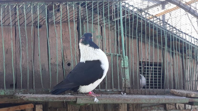  - porumbei mei strasseri