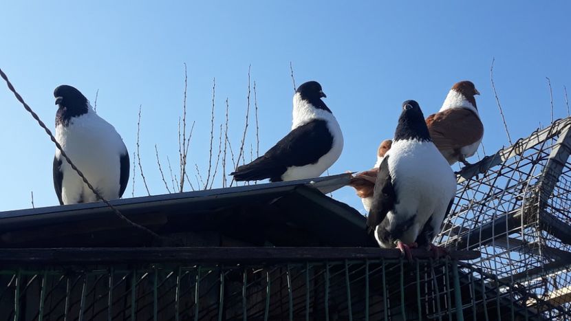  - porumbei mei strasseri