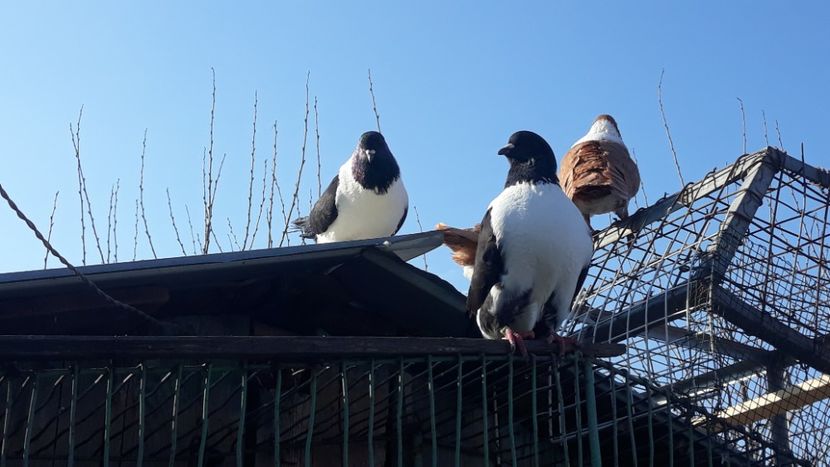  - porumbei mei strasseri