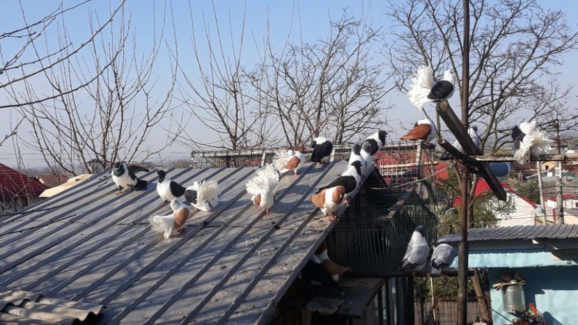  - porumbei mei strasseri